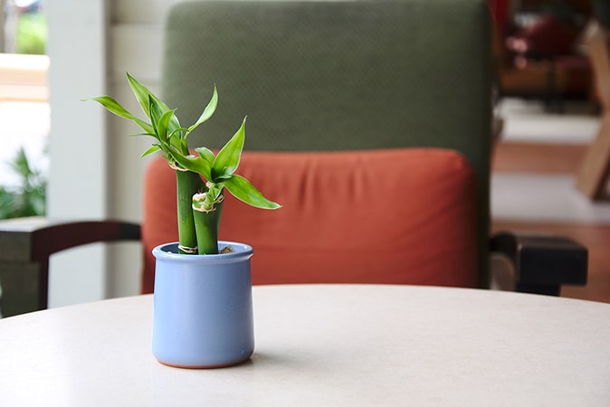 Ev ve Ofis Ortamnda Yetitirilebilecek Bitkiler