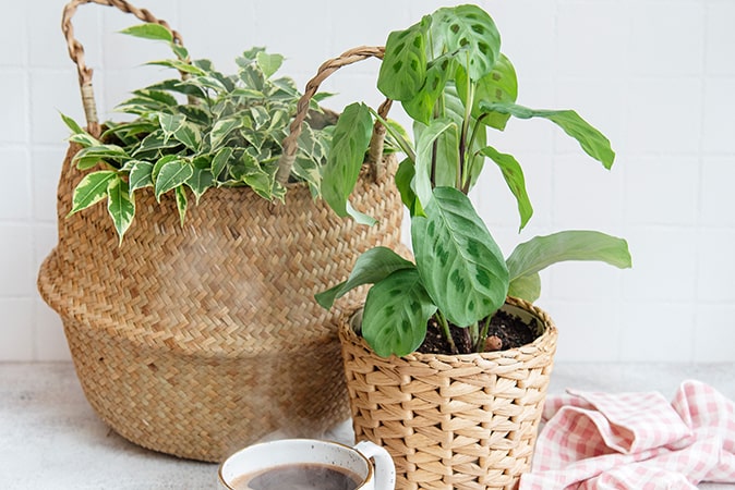 Ev ve Ofis Ortamında Yetiştirilebilecek Bitkiler