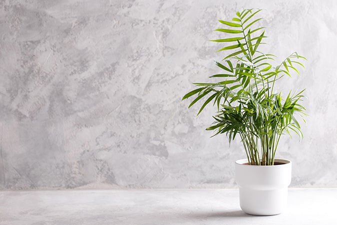 Ev ve Ofis Ortamında Yetiştirilebilecek Bitkiler